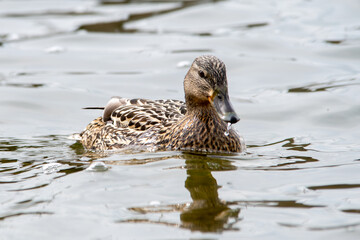Canard colvert femelle nageant

