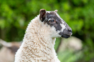 Brebis (Ovis aries) sur la route à la campagne

