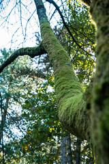 Lichens and mosses on a trunk