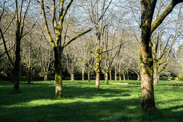 Lichens and mosses on a trunk