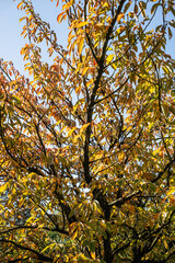 Sakura alley in autumn park