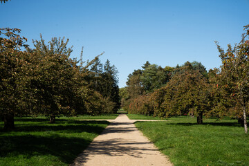 Sakura alley in autumn park