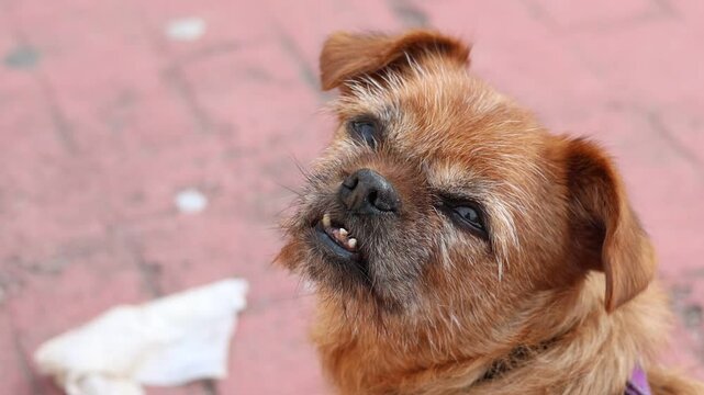 Perrita con encias enfermas por periodontitis y deformaci&oacute;n de la dentadura
