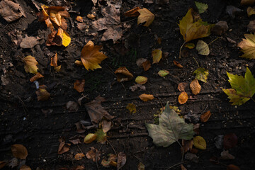 autumn leaves on the ground