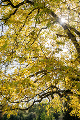 Penetrating light through tree branches
