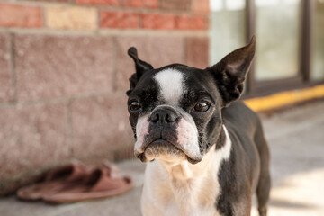 A beautiful portrait of a Boston terrier dog outside.