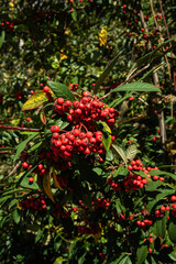 Ripe red fruits of wild plum growing in the nature on sunny day