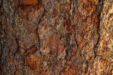 Closed plane of Scots pine tree bark. Concept: Nature, tree, nature.
