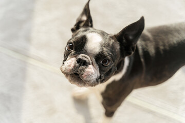 A beautiful portrait of a Boston terrier dog outside.