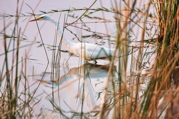 Great egret, heron, in Okavango Delta, Chobe national park in Botswana walking in the pond between reeds