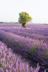 Obraz premium View of lavender flowers rows with the old traditional stone farm house during sunset time at Valensole fields in Provence, France. Vertical orientation