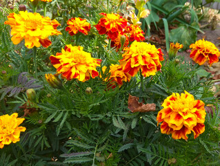 orange marigolds in a flowerbed in autumn