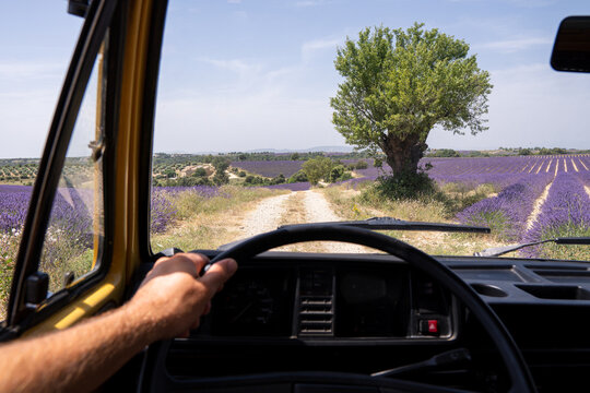 Driver seat view over Valensole lavender fields in Provence, France. Driving through the rural dirt roads