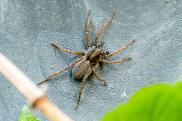 Araignée loup (Pardosa amentata)

