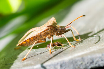 Corée marginé (Coreus marginatus)