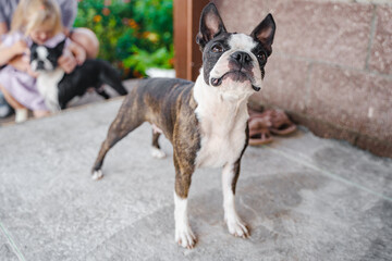 A beautiful portrait of a Boston terrier dog outside.