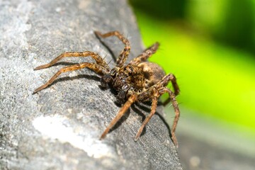 Araignée loup (Pardosa amentata)

