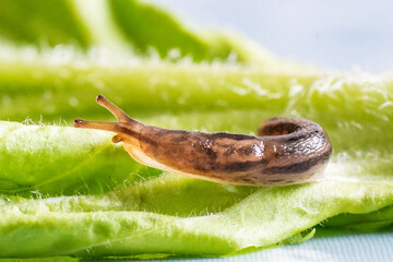 Limace léopard (Limax maximus) sur une feuille de salade


