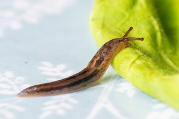 Limace léopard (Limax maximus) sur une feuille de salade

