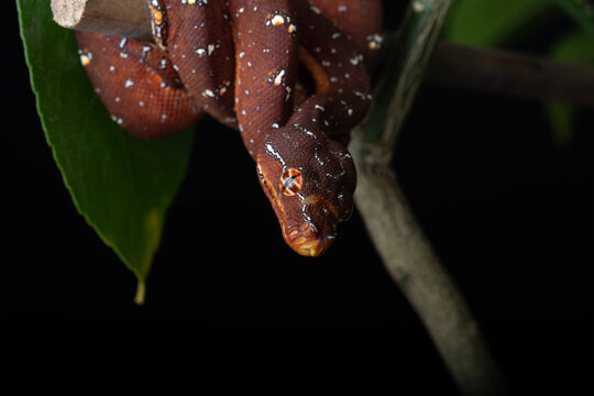 Red Designer Green Tree Python 