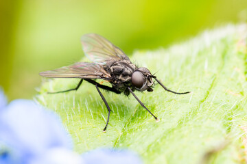 Mouche domestique (Musca domestica)

