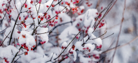 snow-covered barberry branches with red berries in winter