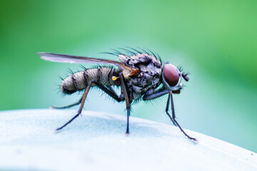 Mouche domestique petite (Fannia canicularis)

