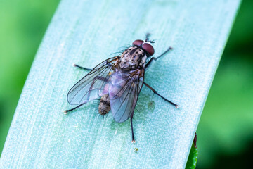 Mouche domestique petite (Fannia canicularis)

