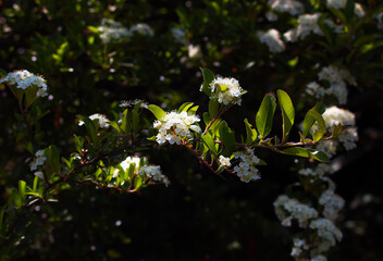 Pyracantha blooms with small white flowers in early spring.