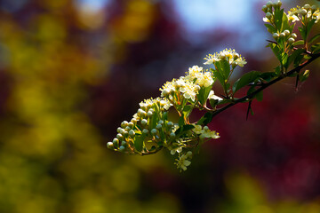 Pyracantha blooms with small white flowers in early spring.