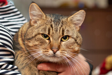 a big fat cat in a woman's arms