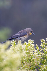 A yellow-rumped warbler bird in fog