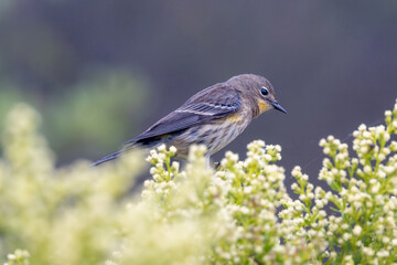 A yellow-rumped warbler bird in fog