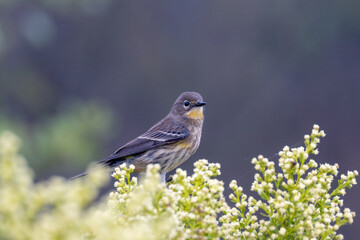 A yellow-rumped warbler bird in fog