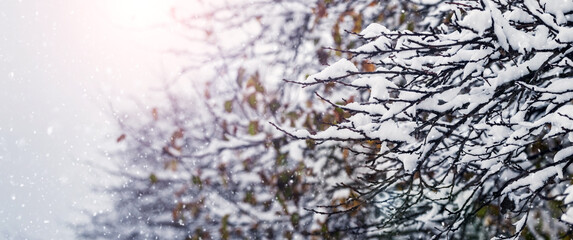 winter forest with snowy tree branches on blurred background during snowfall
