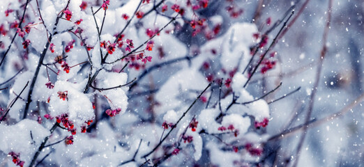 snowy barberry bush with red berries during snowfall