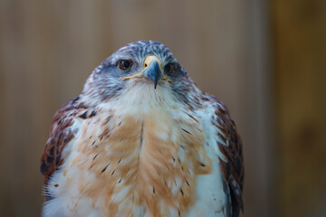 Close-up of a Ferruginous hawk	