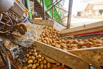 convoyeur de pommes de terre