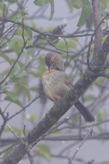 Closeup of a California towhee bird in fog