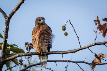 Closeup of a red hawk with a blue sky background