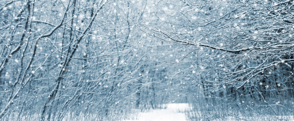 winter forest during snowfall, snow is falling in the forest