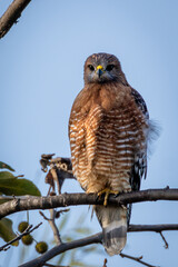 Closeup of a red hawk with a blue sky background