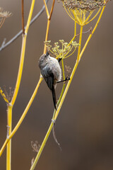 Closeup of an American bushtit bird