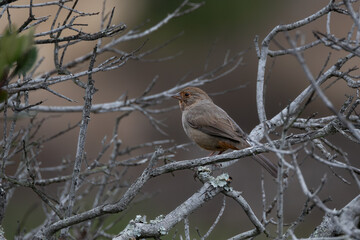 Closeup of a California towhee bird in fog
