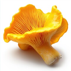 A vibrant chanterelle mushroom with a golden cap and smooth stem on a white background