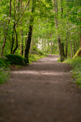 Sun shining through the tree canopy on a forest path.