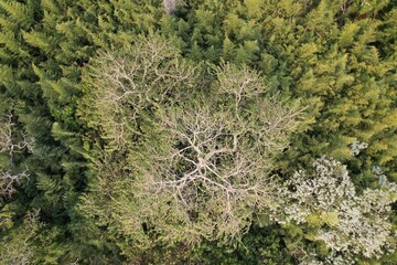 Vista aérea obtida em sobrevoo de drone das copas de árvores em meio a um bambusal. © Ricardo_S_Levenhagen