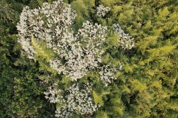 Vista a&eacute;rea obtida em sobrevoo de drone das copas de &aacute;rvores em meio a um bambusal.