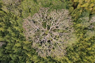 Vista aérea obtida em sobrevoo de drone das copas de árvores em meio a um bambusal. © Ricardo_S_Levenhagen