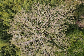 Vista aérea obtida em sobrevoo de drone das copas de árvores em meio a um bambusal.